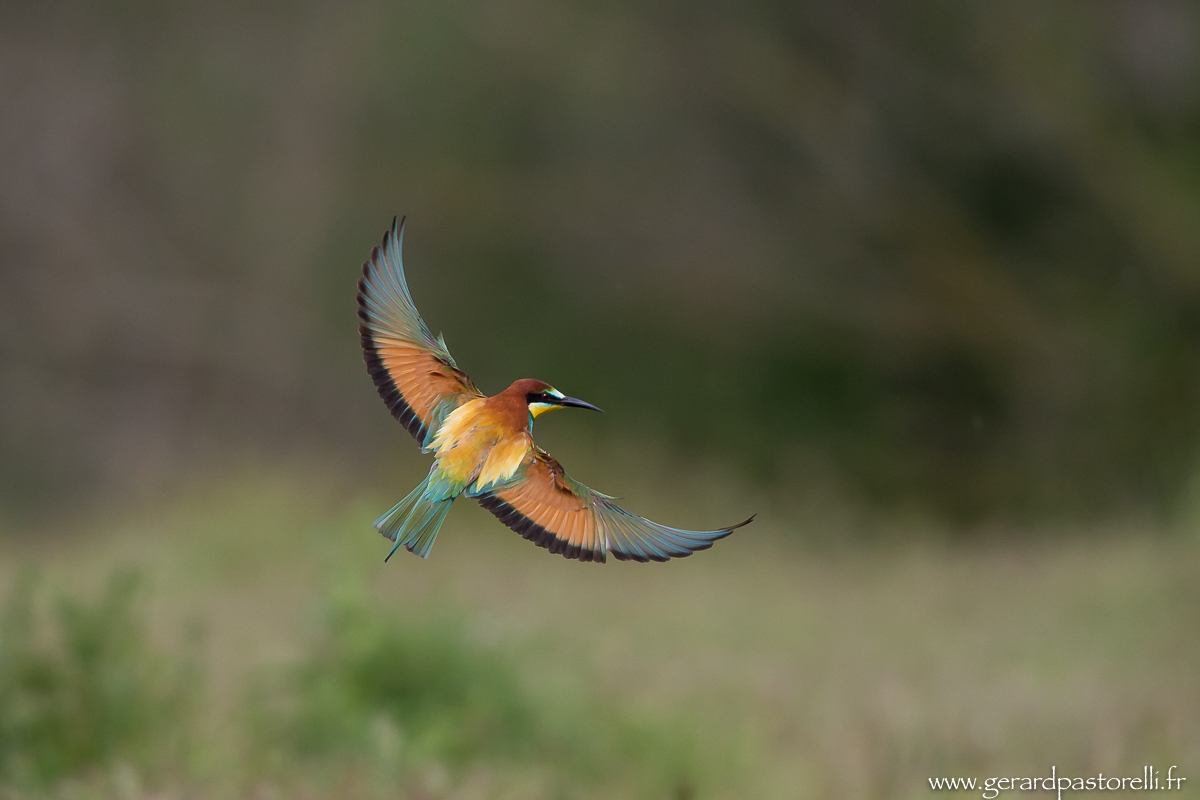 Bee eater 68